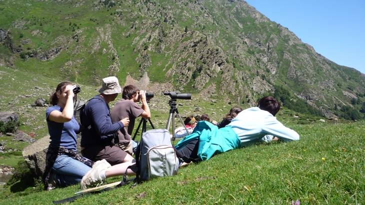 marmotte isard rapace